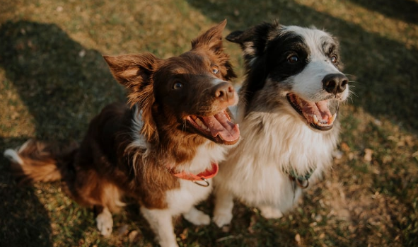 deux chiens souriants